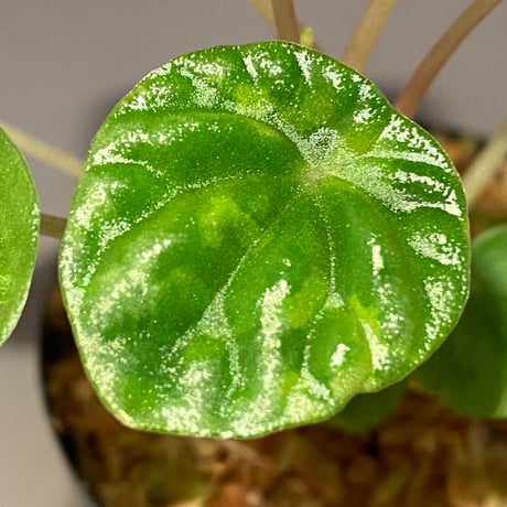 Peperomia meridiana from Ecuador [tanakay]