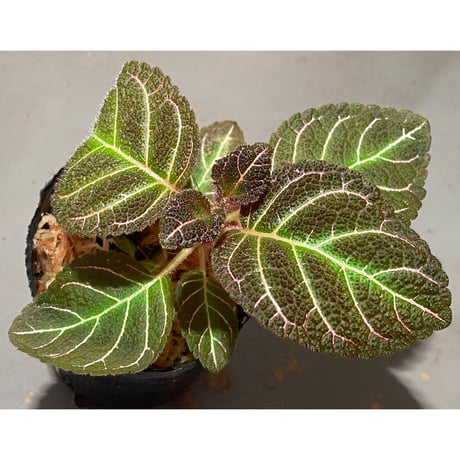 Pearcea hypocyrtiflora from Rio Napo Ecuador [tanakay] 赤葉脈
