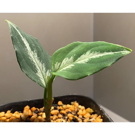 Aglaonema pictum bicolor [TK]