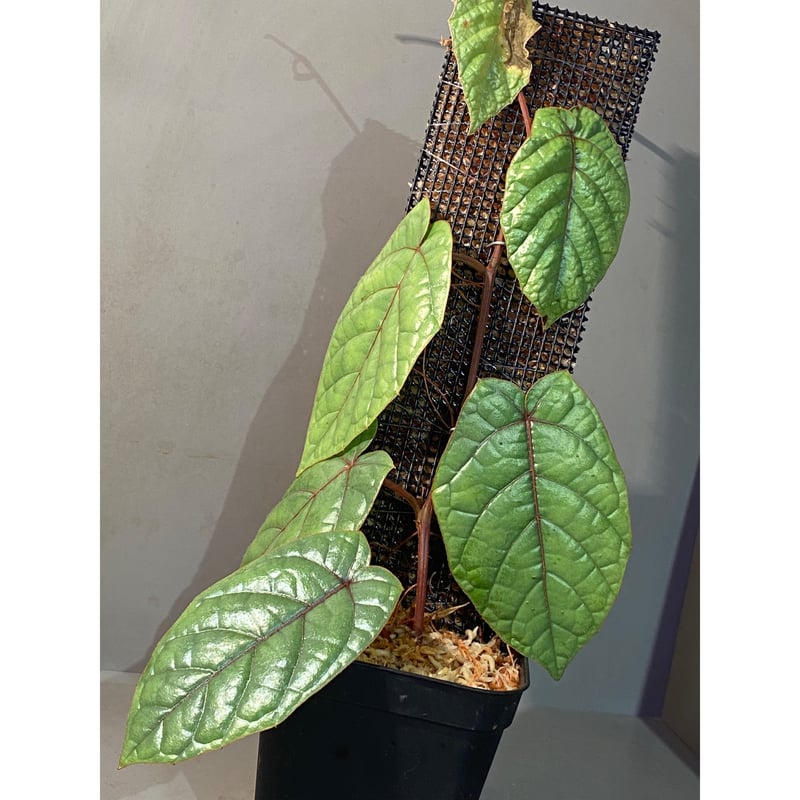 Pterisanthes sp. from Sabah-1 [R0515-01a] | M・R