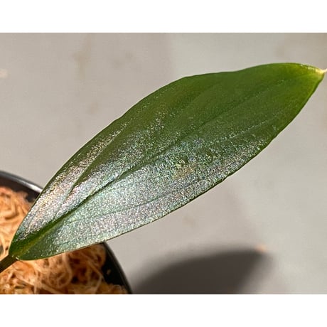 Homalomena sp. "濡烏" from Riau sumatera [LA0518-02]