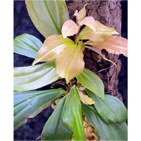 Medinilla sp. from Nueva Vizcaya Luzon Philippines