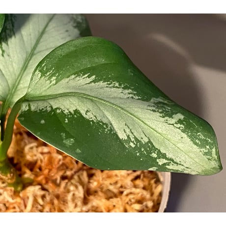Aglaonema pictum from Aceh sumatera [GT1803]
