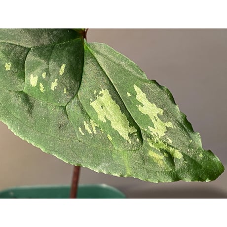 Ulearum donburnsii