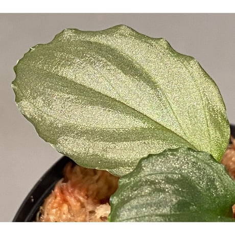 Homalomena sp. "Silver Powder" from Pulau Singkep [KN]