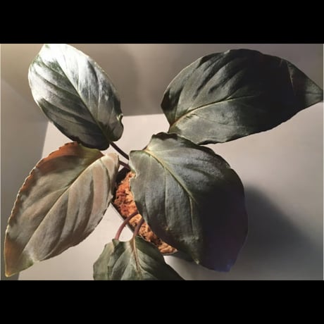 Homalomena sp. "Deep Purple" JKT from Pulau Nias [AZ0215-1]