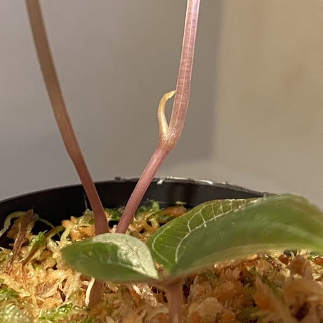 Dioscorea dodecaneura (discolor) from Ecuador