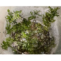 Homalomena sp. from Sekadau [LA] | M・R・G・R