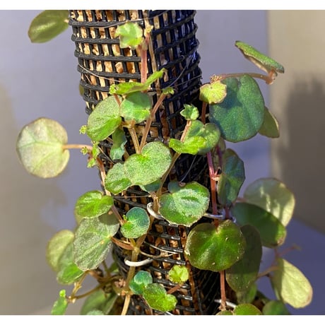 Begonia lichenora (sp.Mini) from Kalimantan Sarawak border [LA]