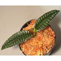 Acranthera sp. from Boyan West Kalimantan