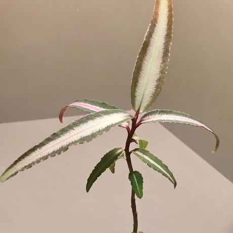 Labisia sp. from Hulu kapuas Kalimantan barat