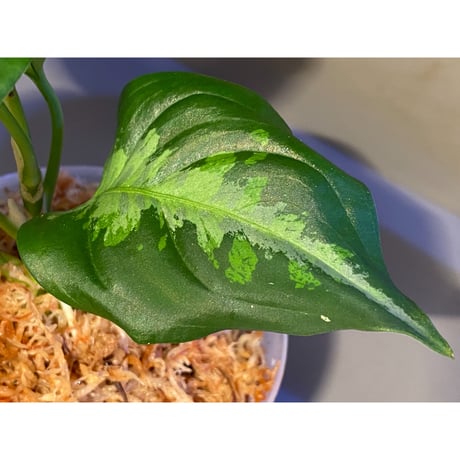 Aglaonema pictum"法皇緑"from Sumatera Barat [AZ0512-X]