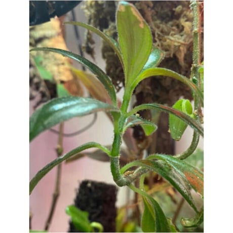 Columnea cf. crassifolia from Colombia [LA0316-03-f1]