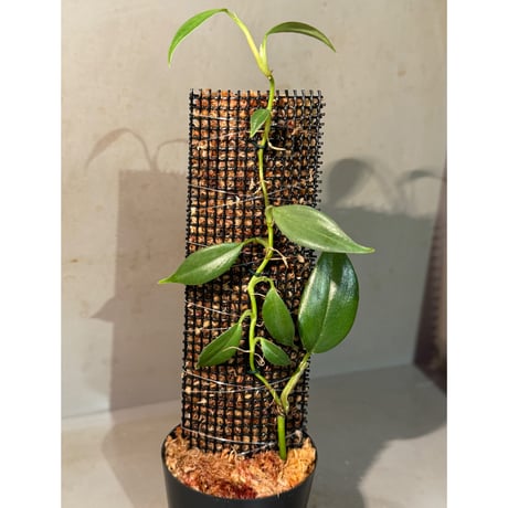 Philodendron sp. from Colombia [tanakay]