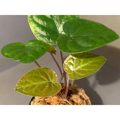 Unknown from Iquitos Peru [tanakay]