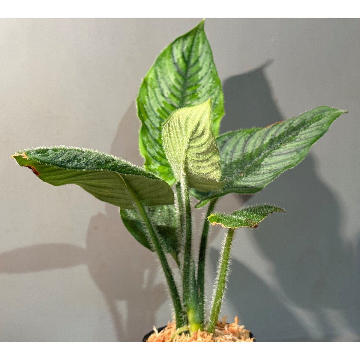 Borneoa ciliata (旧Schismatoglottis) from West K