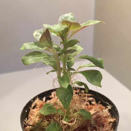 Codonoboea cf. pumila from Padang sumatera [LA1016-01]