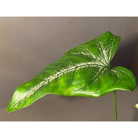 sp. from Bahia Solano Colombia [tanakay]
