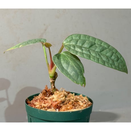Anthurium arisaemoides