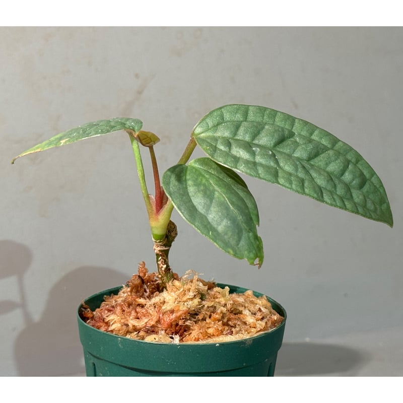 dracaena species Popular Dracaena Plant (Combo Pack of 6)  Lalit Enterprise