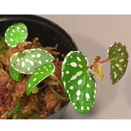 Begonia sp. from Aceh sumatera [LA1115-01T]