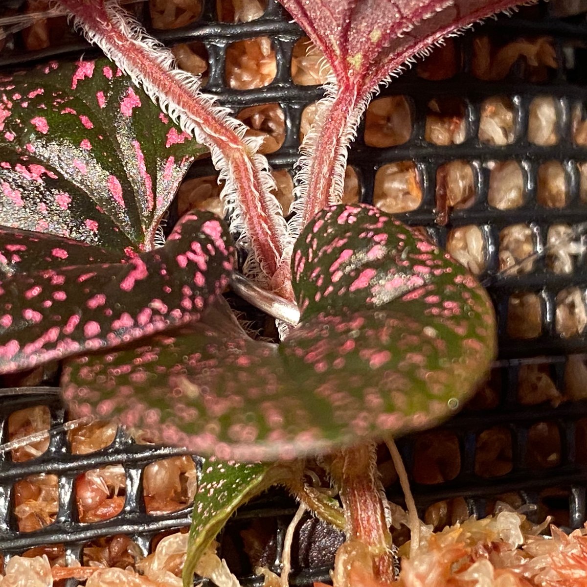 Piper sp. from Papua New Guinea | M・R・G・R