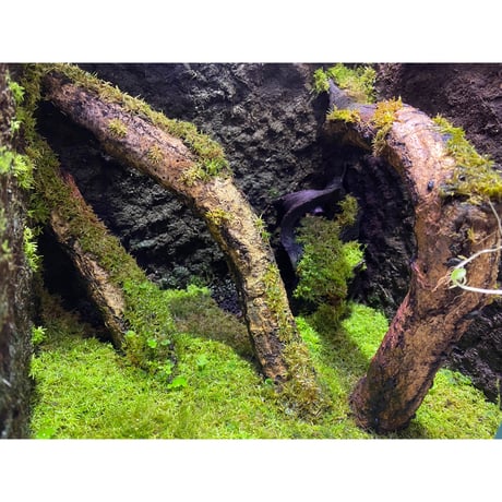 Moss from Ipoh State Malaysia