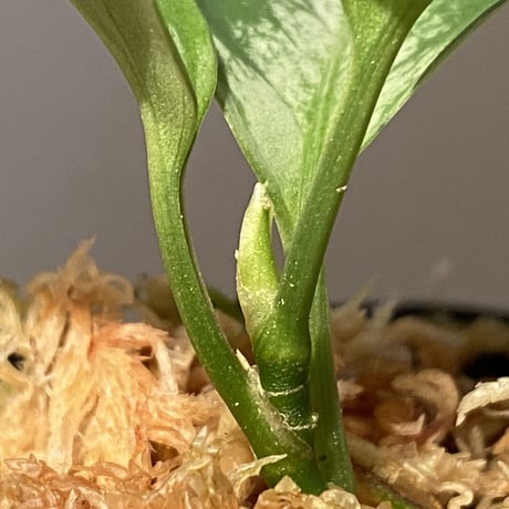 Aglaonema pictum “Purple Rain” BNN from Sibolga timur  ［AZ0516-2e］