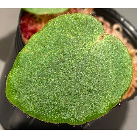 Begonia sp. from Chiku Kelantan