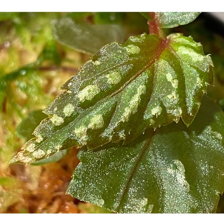 Begonia sp. from Sarawak