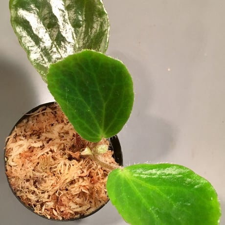Begonia blancii