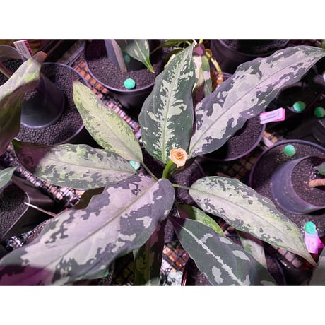 Aglaonema pictum "しるば〜らいん" from Aceh sumatera [LA1118-06b]