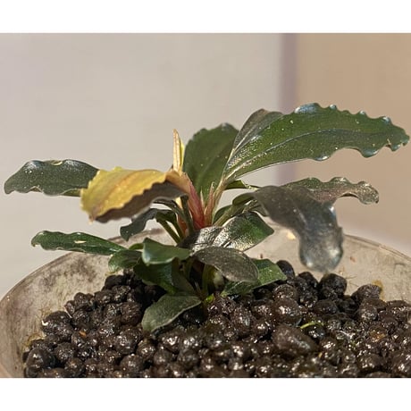 (４芽) Bucephalandra sp. "Batang kawa" 組織培養水上育成株