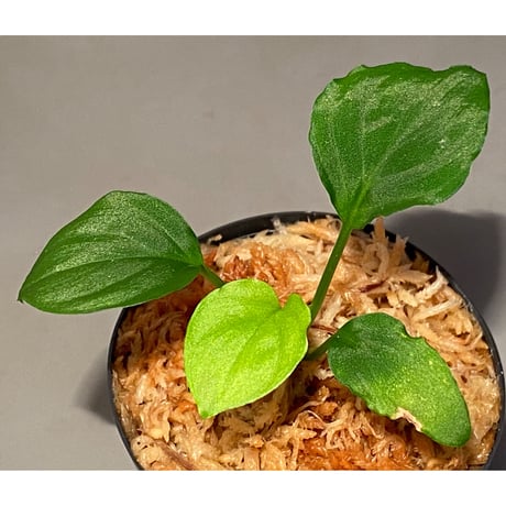 Homalomena sp. (Green) from Solok sumatera [LA0214-3]