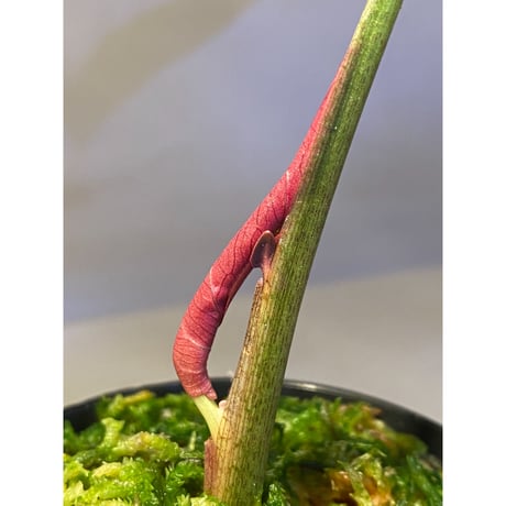 Syngonium sp. from Choco Colombia [tanakay]