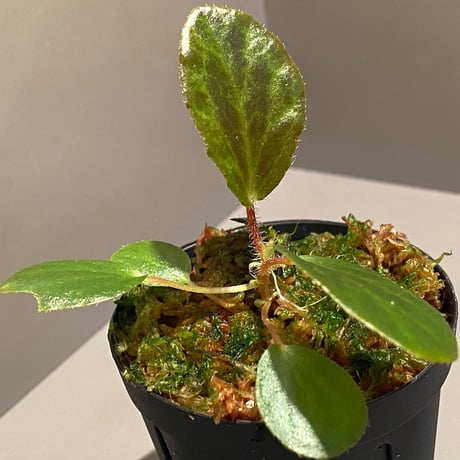Begonia blancii