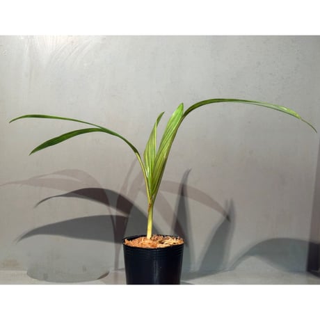Pinanga crassipes from Sekadau