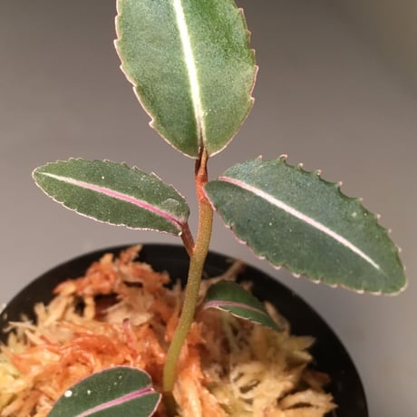 Labisia sp. from Sumatera barat