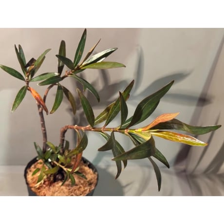 Homonoia riparia from Phu Yen Vietnam