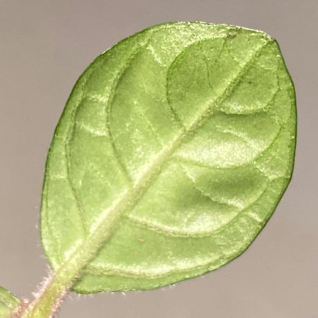 Gesneria sp. "Nanga pinoh" Kab. Melawi [TB]