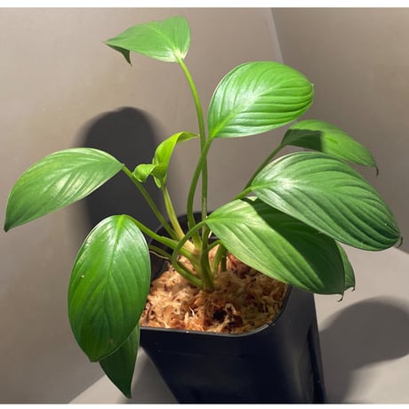 Homalomena sp. from Kuala Balah [TK270316]