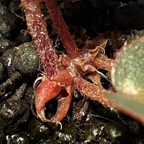 Begonia sp. f1 from Sumatera [NT ORCHID]