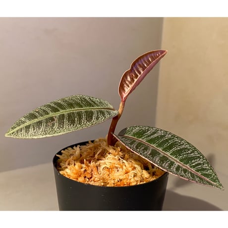 Labisia sp. from Riau