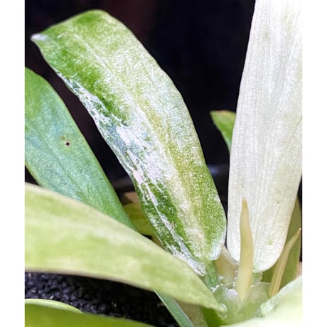 Schismatoglottis sp. "初霜錦" from Murung raya [LA0515-05]