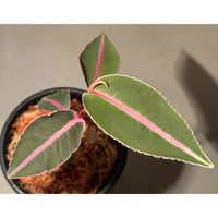 Labisia sp. from Sumatera barat [TB]