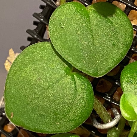 Peperomia sp. from Iquitos Peru [tanakay]