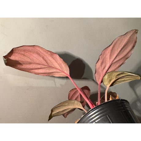 Homalomena sp. "Glossy Purple" from Malaysia