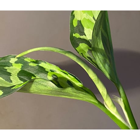 Aglaonema pictum "type EUREKA-7" from Pulau Nias [AZ0710-9]