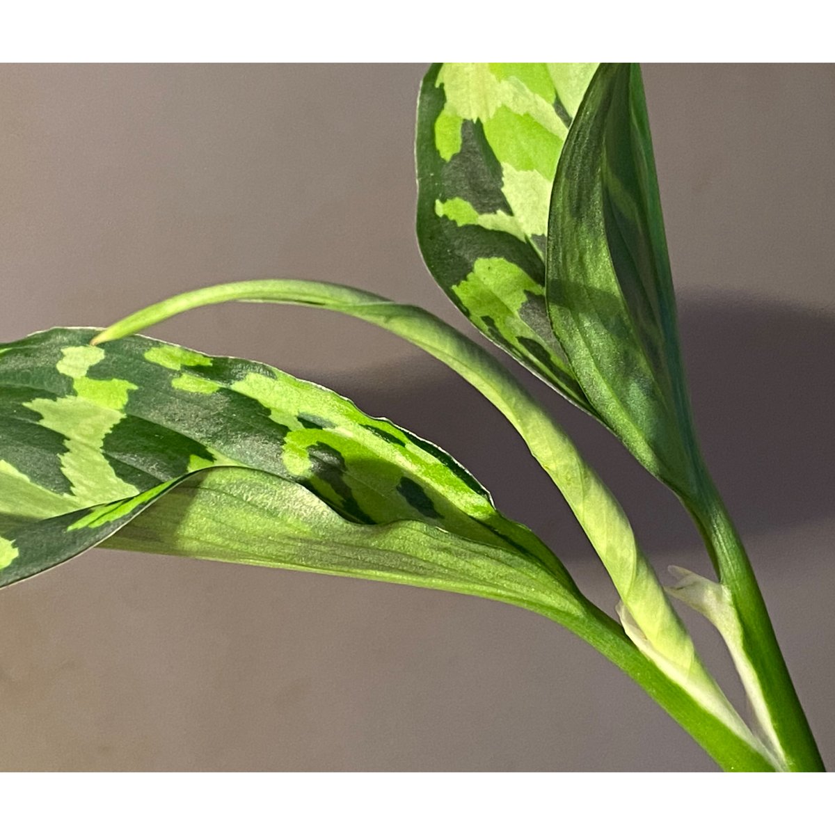 Aglaonema pictum 