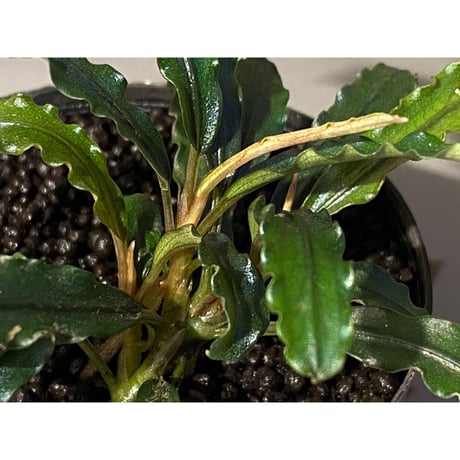 (３芽) Bucephalandra sp. "MEDUSA"